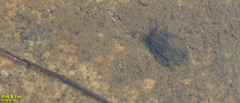 Appasus japonicus
