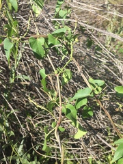 Pentarrhinum insipidum