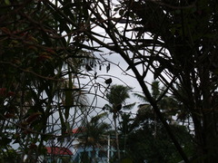 Erythrura pealii