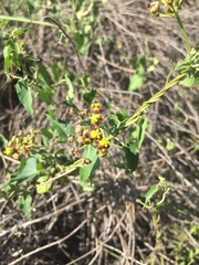 Pentarrhinum insipidum