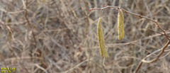 Corylus heterophylla