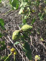 Pentarrhinum insipidum