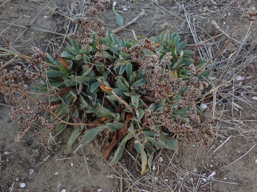 Limonium auriculae-ursifolium, photograph 1