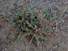 Limonium auriculae-ursifolium, photograph (c) Franck Cabot, some rights reserved (CC BY)