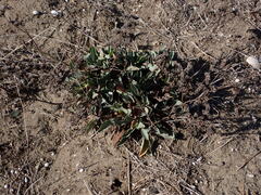 Limonium auriculae-ursifolium