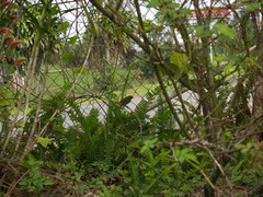 Erythrura pealii