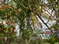 Erythrura pealii
