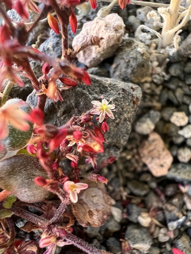 Lunar Crater buckwheat (Johanneshowellia crateriorum)