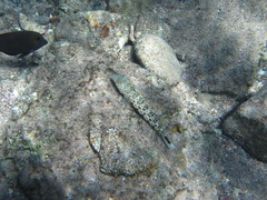 Parapercis hexophtalma