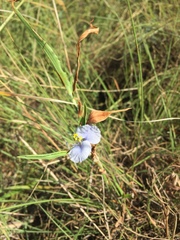 Commelina eckloniana