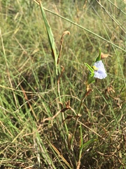 Commelina eckloniana