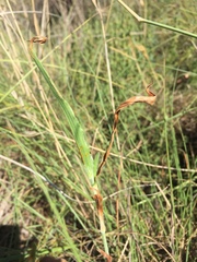 Commelina eckloniana
