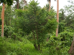 Averrhoa bilimbi