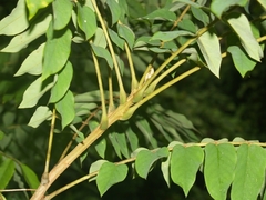 Averrhoa bilimbi