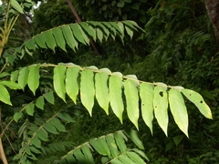Averrhoa bilimbi