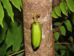 Averrhoa bilimbi