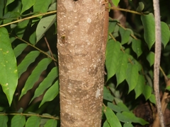 Averrhoa bilimbi