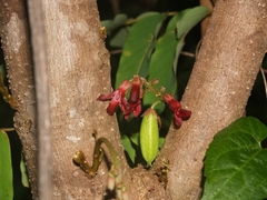 Averrhoa bilimbi