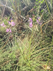 Cleome maculata