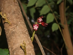 Averrhoa bilimbi