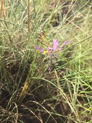 Cleome maculata
