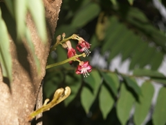 Averrhoa bilimbi