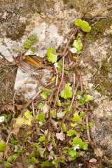 Veronica panormitana