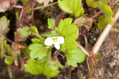 Veronica panormitana