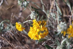 Psilostrophe tagetina