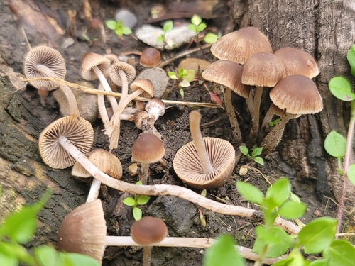 Psathyrella alluviana