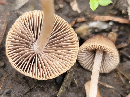 Psathyrella alluviana (Photo 2 of 16)