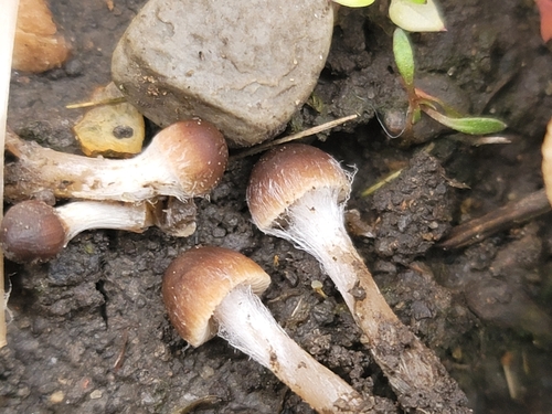 Psathyrella alluviana (Photo 3 of 16)