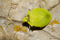 Chlorocoris distinctus
