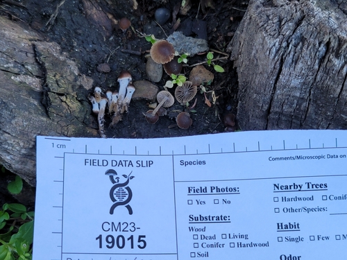 Psathyrella alluviana (Photo 4 of 16)