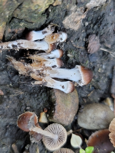 Psathyrella alluviana (Photo 5 of 16)