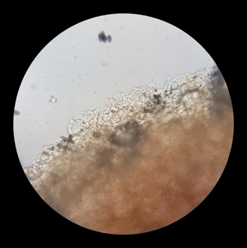 Psathyrella alluviana (Photo 8 of 16)