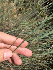 Trichanthecium natalense