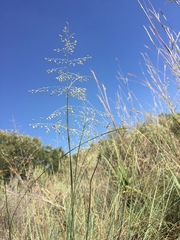 Trichanthecium natalense