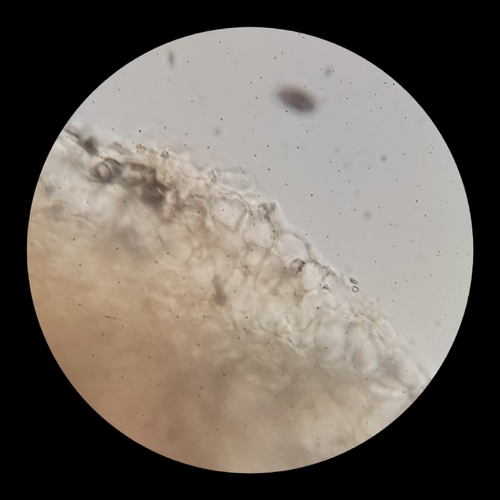 Psathyrella alluviana (Photo 9 of 16)