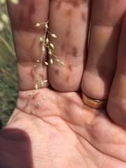 Trichanthecium natalense