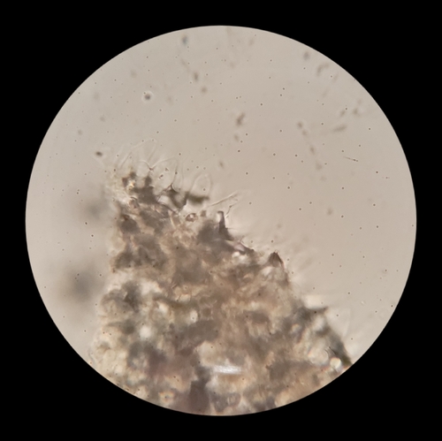 Psathyrella alluviana (Photo 10 of 16)