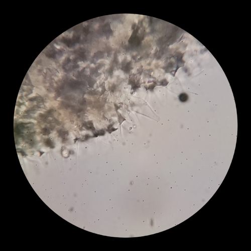 Psathyrella alluviana (Photo 11 of 16)