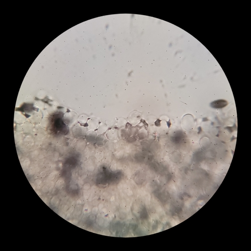 Psathyrella alluviana (Photo 12 of 16)