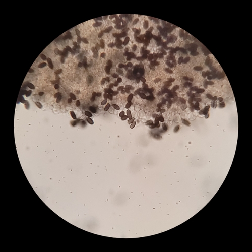 Psathyrella alluviana (Photo 13 of 16)