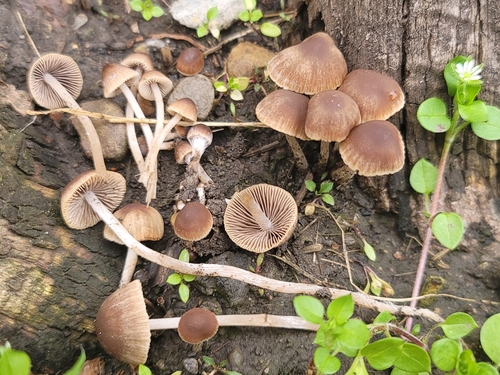 Psathyrella alluviana (Photo 15 of 16)