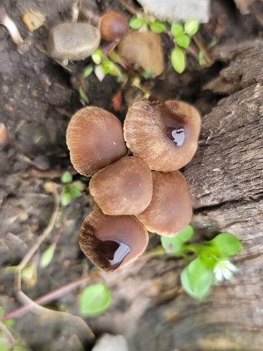 Psathyrella alluviana (Photo 16 of 16)