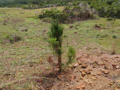 Pinus caribaea