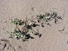 Atriplex laciniata