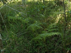Davallia fejeensis