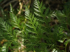 Davallia fejeensis